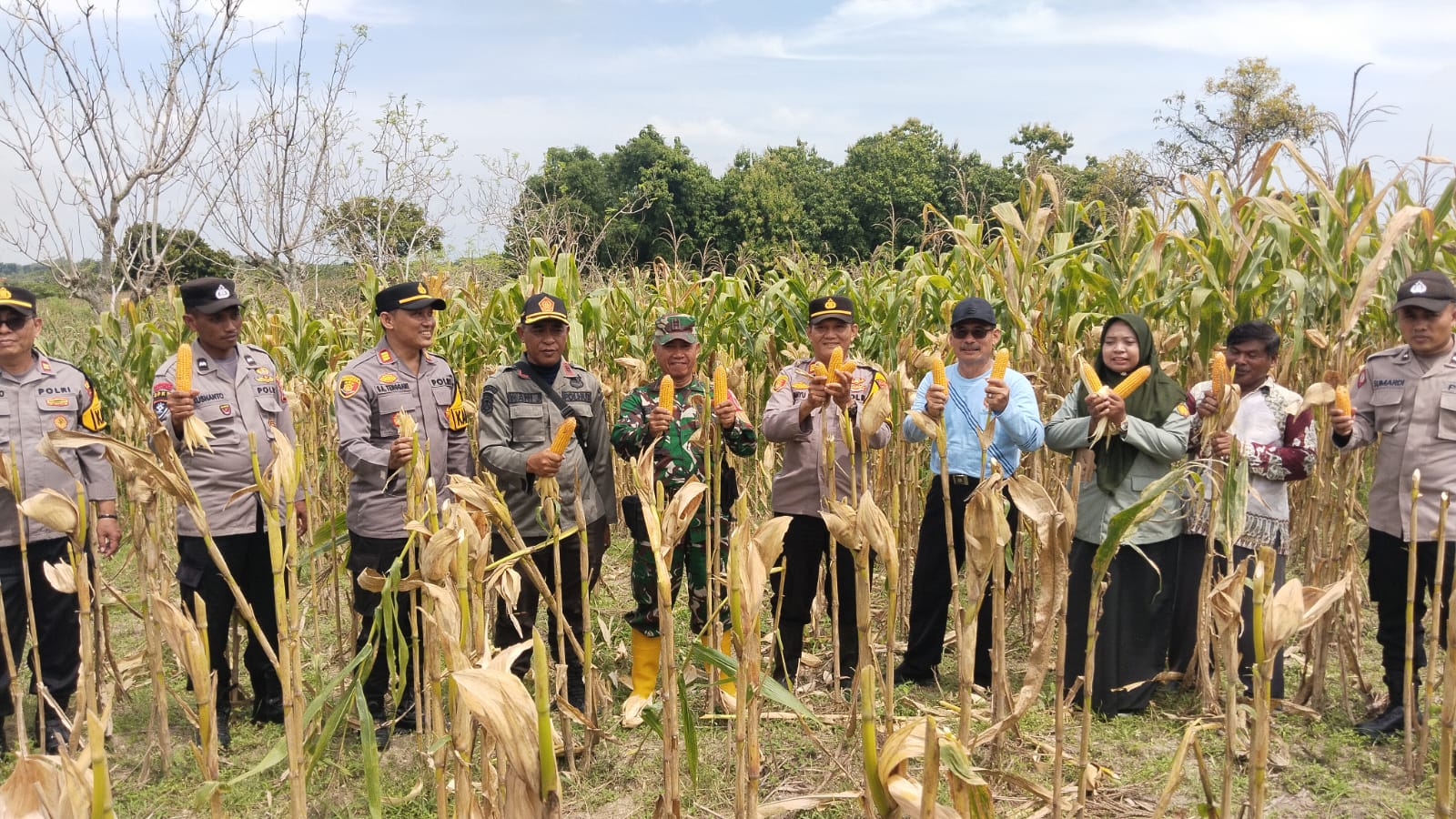 panen raya jagung serentak kuartal 1 tahun 2026